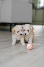 Vier lieve Maltipoo-reutjes op zoek naar hun forever home, CDV (hondenziekte), 8 tot 15 weken, Meerdere, Nederland