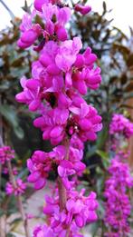 Cercis canadensis Oklahoma / Judasboom  / zeldzaam ‼️‼️, Lente, 250 tot 400 cm, Ophalen, Volle zon