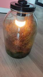 Ecosysteem / Terrarium, Huis en Inrichting, Ophalen, Overige soorten, Halfschaduw, In pot