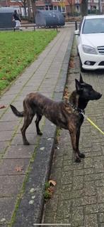 Hollandse herder, Dieren en Toebehoren, Particulier, Rabiës (hondsdolheid), Herder, 1 tot 2 jaar