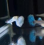White Metal King Cobra Guppy 100% Raszuiver Guppen, Vis, Zoetwatervis, Schoolvis
