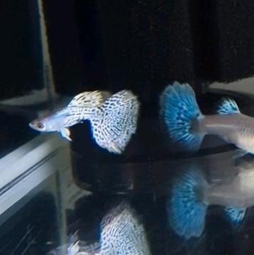 White Metal King Cobra Guppy 100% Raszuiver Guppen beschikbaar voor biedingen