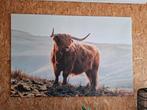 Canvas schilderij Schotse hooglander, Ophalen, 75 m² of meer