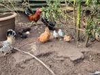 mooie serama krielen, Meerdere dieren, Kip