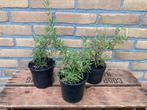 Rozemarijn Tuinkruiden Tuinplant, Tuin en Terras, Planten | Tuinplanten, Ophalen, Zomer, Overige soorten