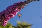 Bio zaden Vlinderstruik - Buddleja davidii, Verzenden, Voorjaar, Volle zon, Zaad