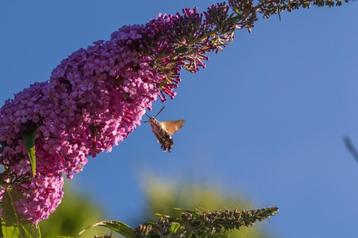 Bio zaden Vlinderstruik - Buddleja davidii beschikbaar voor biedingen