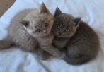 Britse korthaar kittens mogen het nest verlaten, Dieren en Toebehoren, Katten en Kittens | Raskatten | Korthaar, Meerdere dieren