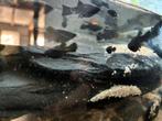 Jonge Blackmollys te koop, Dieren en Toebehoren, Vis, Zoetwatervis