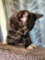 Kittens Europese korthaar x Britse Korthaar, Poes