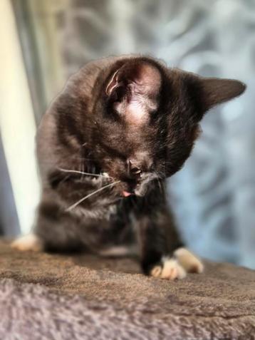 Kittens Europese korthaar x Britse Korthaar  beschikbaar voor biedingen