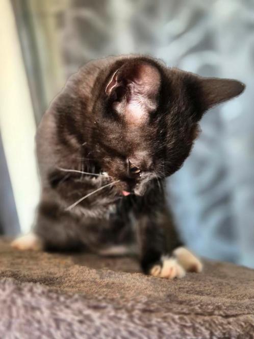Kittens Europese korthaar x Britse Korthaar, Dieren en Toebehoren, Katten en Kittens | Overige Katten, Poes