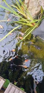 Shubunkins, Dieren en Toebehoren, Vissen | Vijvervissen, Karper of Koi