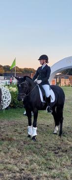 Super brave D-pony te koop, Dieren en Toebehoren, Pony's, Merrie, Met stamboom, Dressuurpony, L