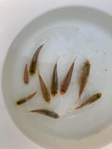 5-10cm babykoi karashigoi 1eu p cm beschikbaar voor biedingen