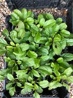 Ajiga Zenegroen Rosea, Tuin en Terras, Planten | Tuinplanten, Ophalen of Verzenden, Bodembedekkers, Halfschaduw