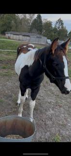 Bonte quarter x paint merrie veulen, Dieren en Toebehoren, Paarden, Merrie, 0 tot 2 jaar