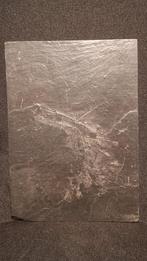 Fossiel Zeelelie (Triacrinus elongatus), Verzamelen, Mineralen en Fossielen, Ophalen of Verzenden, Fossiel