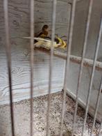 Te koop kanaries, Dieren en Toebehoren, Vogels | Kanaries, Meerdere dieren, Kleurkanarie