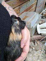 Beertje cavia baby, Dieren en Toebehoren, Knaagdieren, Mannelijk, Cavia, Na 1 juli 2024