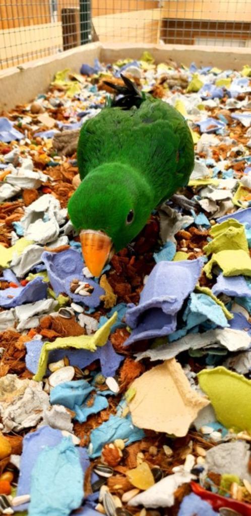 Jonge Baby Edelpapegaaien | Handtam | Nieuwsgierig | Getest, Dieren en Toebehoren, Vogels | Parkieten en Papegaaien, Papegaai