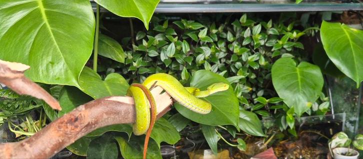 Trimeresurus albolabris
