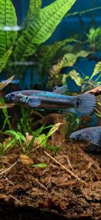 Wilde betta ocellata, Dieren en Toebehoren, Vissen | Aquariumvissen, Vis, Zoetwatervis