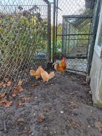 Aangeboden trio Hollandse krielen Buff en nog enkele haantje, Dieren en Toebehoren, Pluimvee, Meerdere dieren, Kip