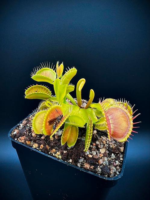 (Vleesetende plant) Dionaea Muscipula Giant Peach, Tuin en Terras, Planten | Tuinplanten, Overige soorten, Volle zon, Zomer, Ophalen of Verzenden