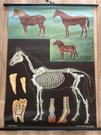 Paard (Jung en Koch), Ophalen of Verzenden, Natuur en Biologie