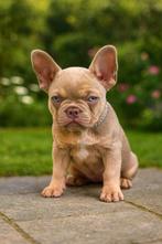 Franse bulldog pups topdna  (teefje), Dieren en Toebehoren, België, Fokker | Hobbymatig, Rabiës (hondsdolheid), 8 tot 15 weken