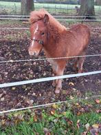 Ijslander veulen merrie, Dieren en Toebehoren, Paarden, Merrie, 0 tot 2 jaar
