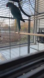 Kweekpop Halsbandparkiet ‘23, Dieren en Toebehoren, Vogels | Parkieten en Papegaaien, Vrouwelijk, Parkiet