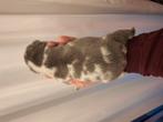 Franse Bulldog pups, 8 tot 15 weken, Bulldog, Meerdere, Meerdere dieren
