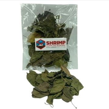 TIP! Mulberry leaves. Moerbei blad voor garnalen. Voer beschikbaar voor biedingen
