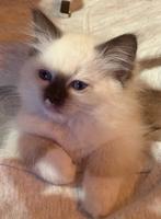 Ragdoll poesje stamboom - erkende cattery/geteste ouders, Meerdere dieren, Gechipt, 0 tot 2 jaar
