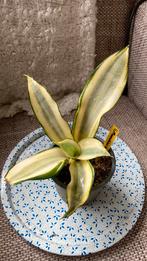 Sansevieria Moonshine variegata, Huis en Inrichting, Kamerplanten, Ophalen of Verzenden, Halfschaduw, Minder dan 100 cm