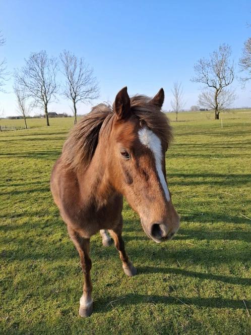 Welsh Pony, Dieren en Toebehoren, Pony's, Merrie, Zadelmak, Recreatiepony, Met stamboom, Gechipt, Ontwormd, Ingeënt