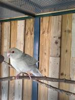 Koppel kakariki, Dieren en Toebehoren, Vogels | Parkieten en Papegaaien, Meerdere dieren, Parkiet, Geringd