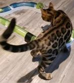 Mooi patroon glitter nog 1 katertje (Apb), Dieren en Toebehoren, Kater, Gechipt, 0 tot 2 jaar