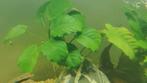 Anubias barteri (Nana 'Large') - aquarium plant, Dieren en Toebehoren, Plant(en), Steen of Hout, Zo goed als nieuw, Ophalen