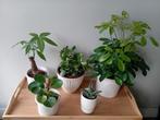 5 kamerplanten 10 - 45 cm, Ophalen, Overige soorten, Halfschaduw, In pot