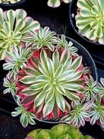 Aeonium sp Suzaku - België, Huis en Inrichting, Kamerplanten, Ophalen of Verzenden, Halfschaduw, Minder dan 100 cm