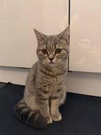 Poes Brits korthaar 6 mnd, Dieren en Toebehoren, Katten en Kittens | Raskatten | Korthaar, Poes, Gechipt, 0 tot 2 jaar