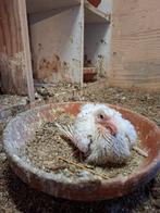 Jonge postduiven, Dieren en Toebehoren, Geslacht onbekend, Postduif