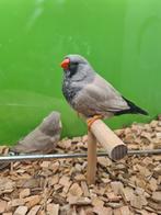 Te koop koppel charcoal Bleekrug 2024
Pop split charcoal, Meerdere dieren