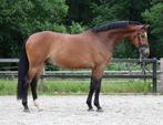 Knappe, talentvolle dressuur paard, Dieren en Toebehoren, Paarden, B, Gechipt, Ruin, Dressuurpaard
