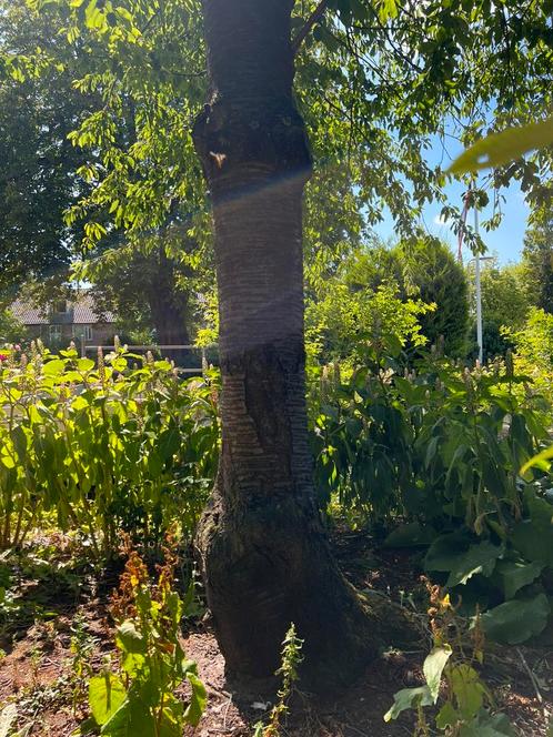 Schitterend onbewerkt Kersen hout: boom, Doe-het-zelf en Verbouw, Hout en Planken, Nieuw, Plank, Overige houtsoorten, 300 cm of meer