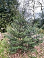 Gratis ABIES NORDMANNIANA, Ophalen, Bloeit niet, Halfschaduw, Overige soorten