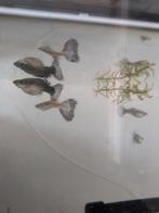 Guppies gratis, Vis, Zoetwatervis